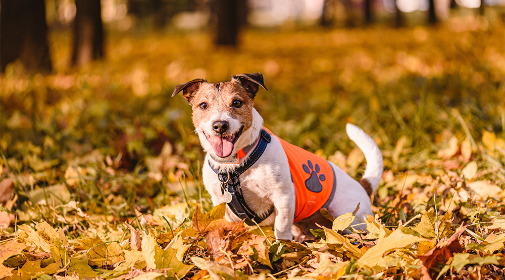 Hook & Loop Unleashed: Dog Harnesses