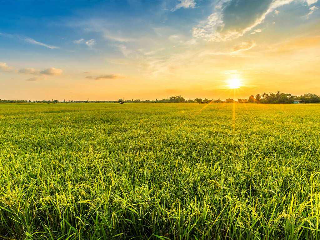 A green field at dawn